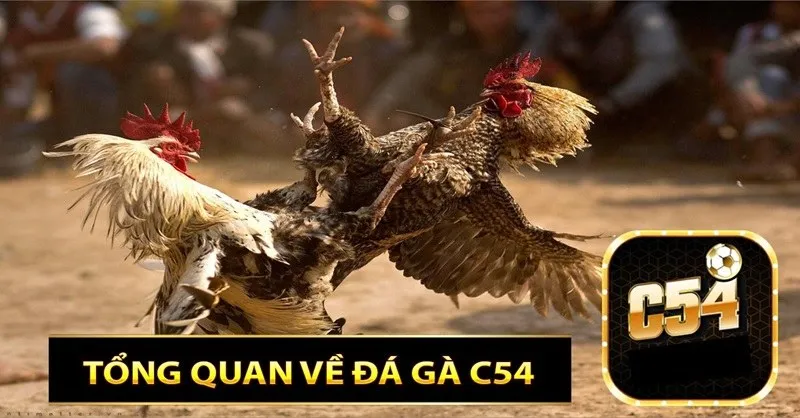 Đá gà c54 đem đến trải nghiệm thú vị không kém bản truyền thống